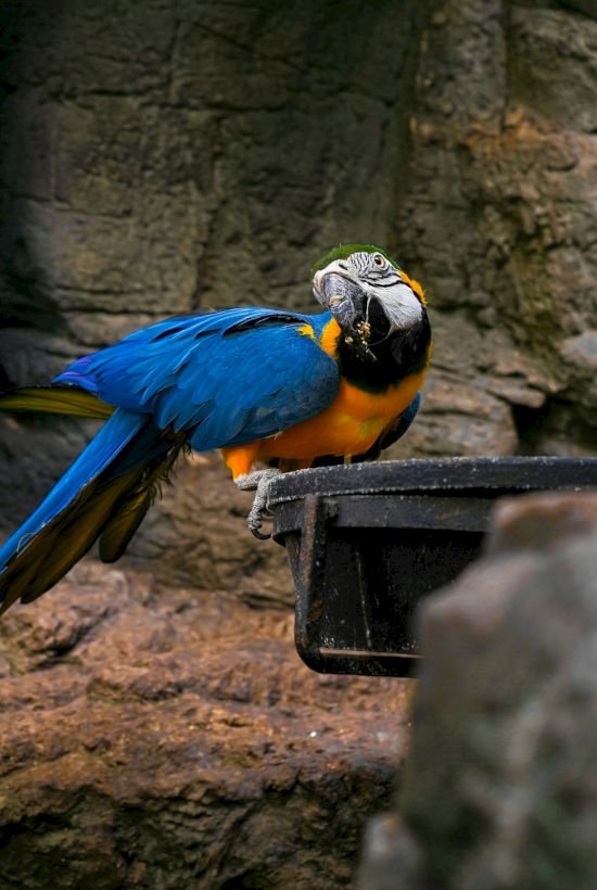 A blue-and-yellow macaw perched by a dark feeder on a rocky wall, its long tail trailing behind as it looks toward the camera.